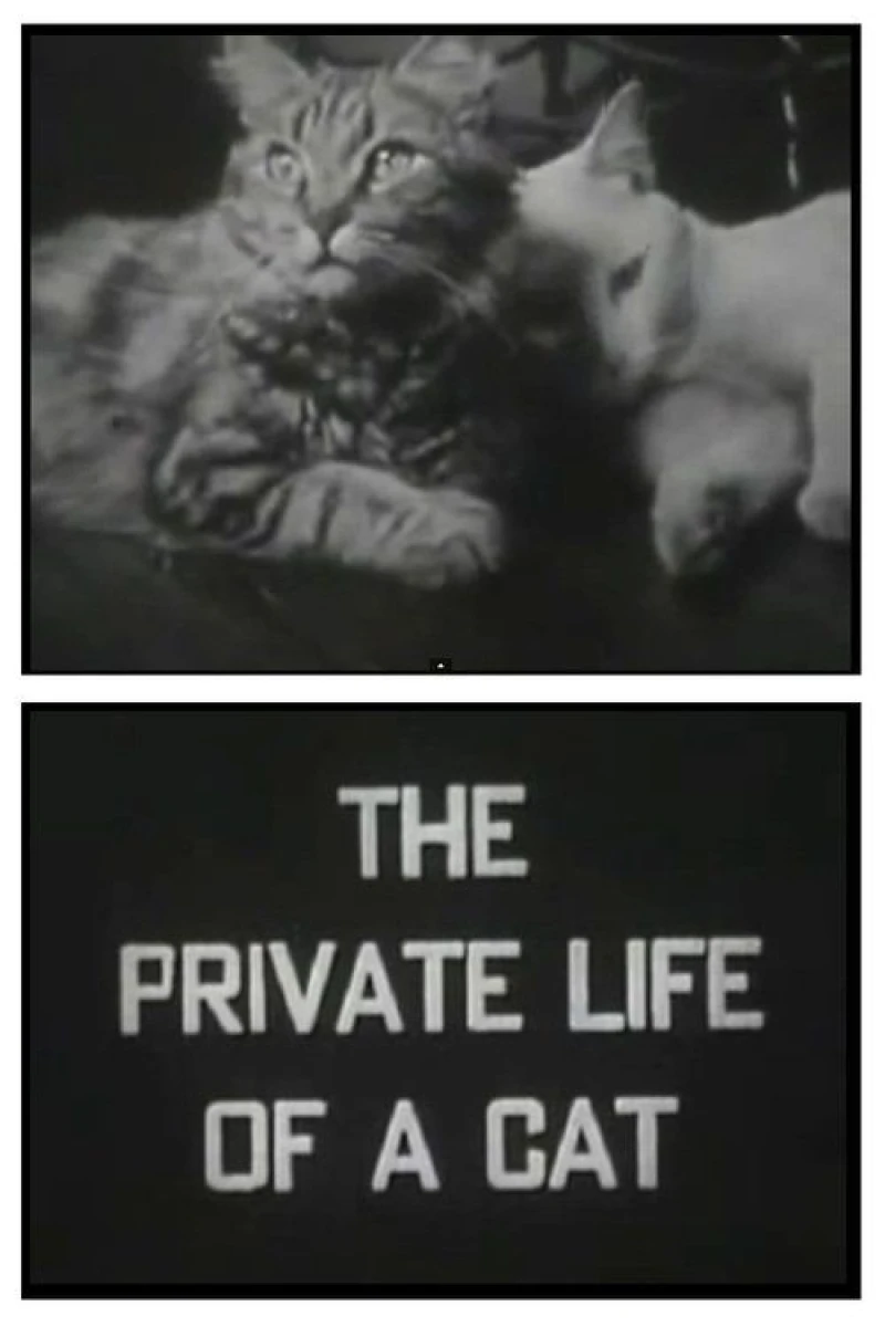 The Private Life of a Cat Juliste