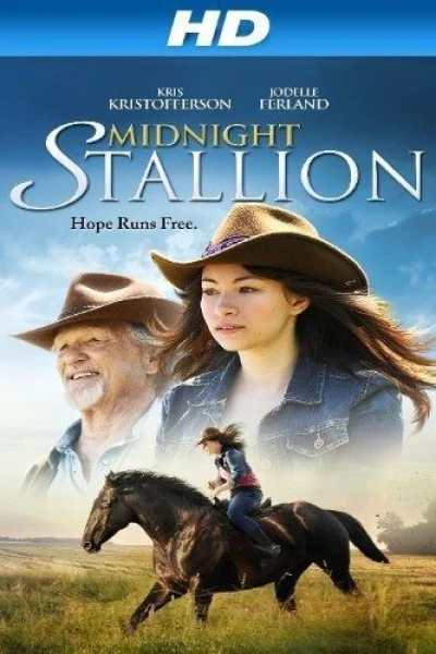 Midnight Stallion