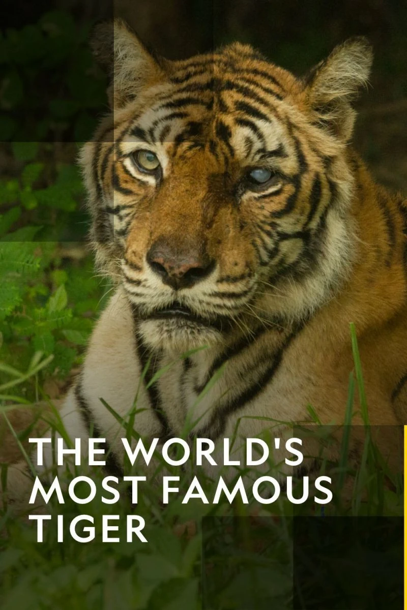 The World's Most Famous Tiger Juliste