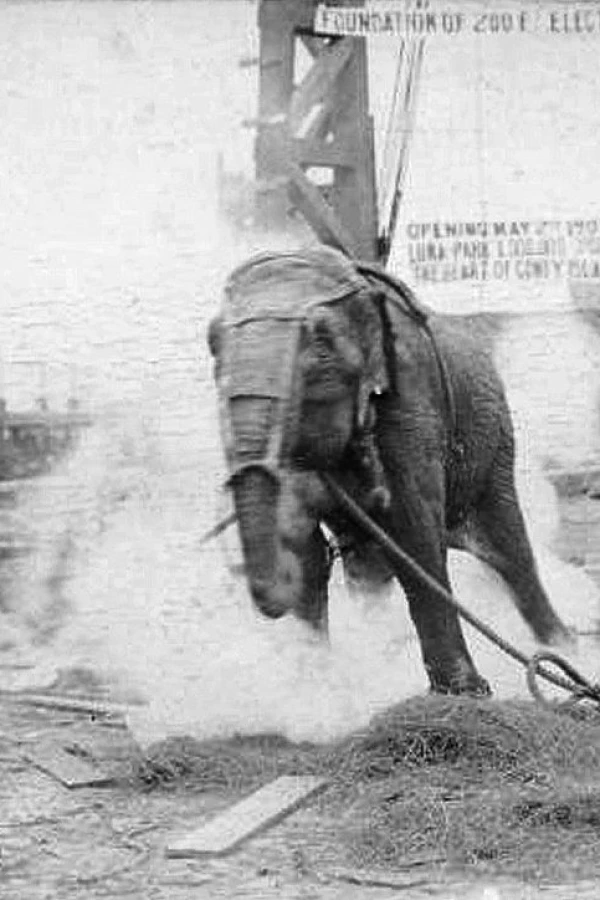 Electrocuting an Elephant Juliste