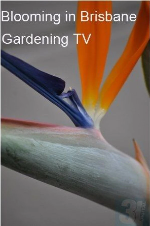 Blooming in Brisbane Juliste