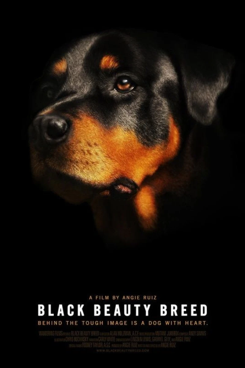Black Beauty Breed Juliste