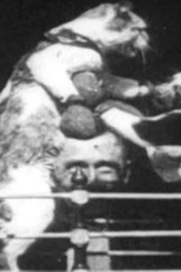 The Boxing Cats (Prof. Welton's) Juliste