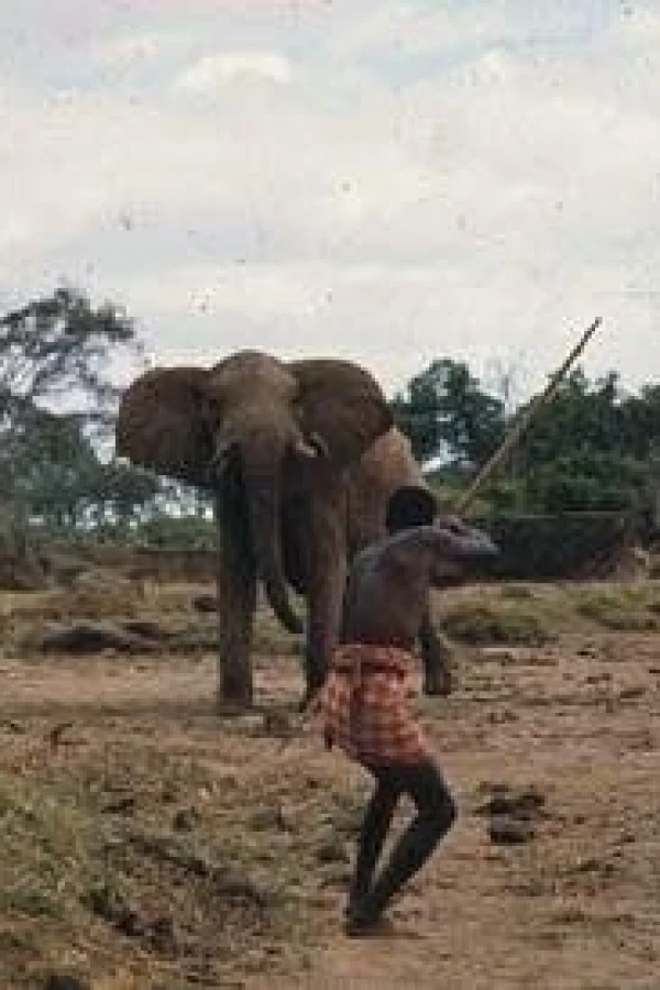 Bloody Ivory Juliste